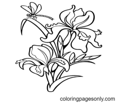 Disegni da colorare di iris