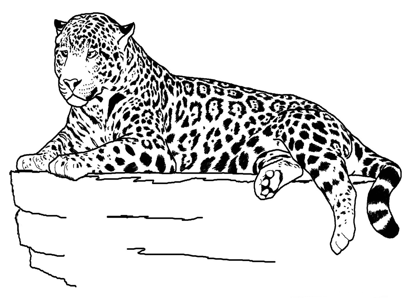 Jaguar on the Rock Coloring Page