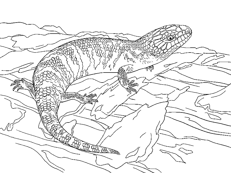 Juvenile Eastern Blue Tongued Skink Coloring Pages