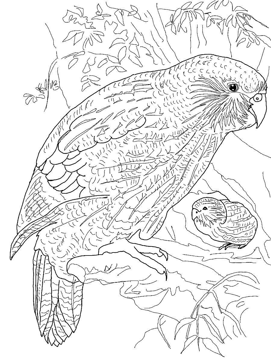 Попугай Какапо из Parrot