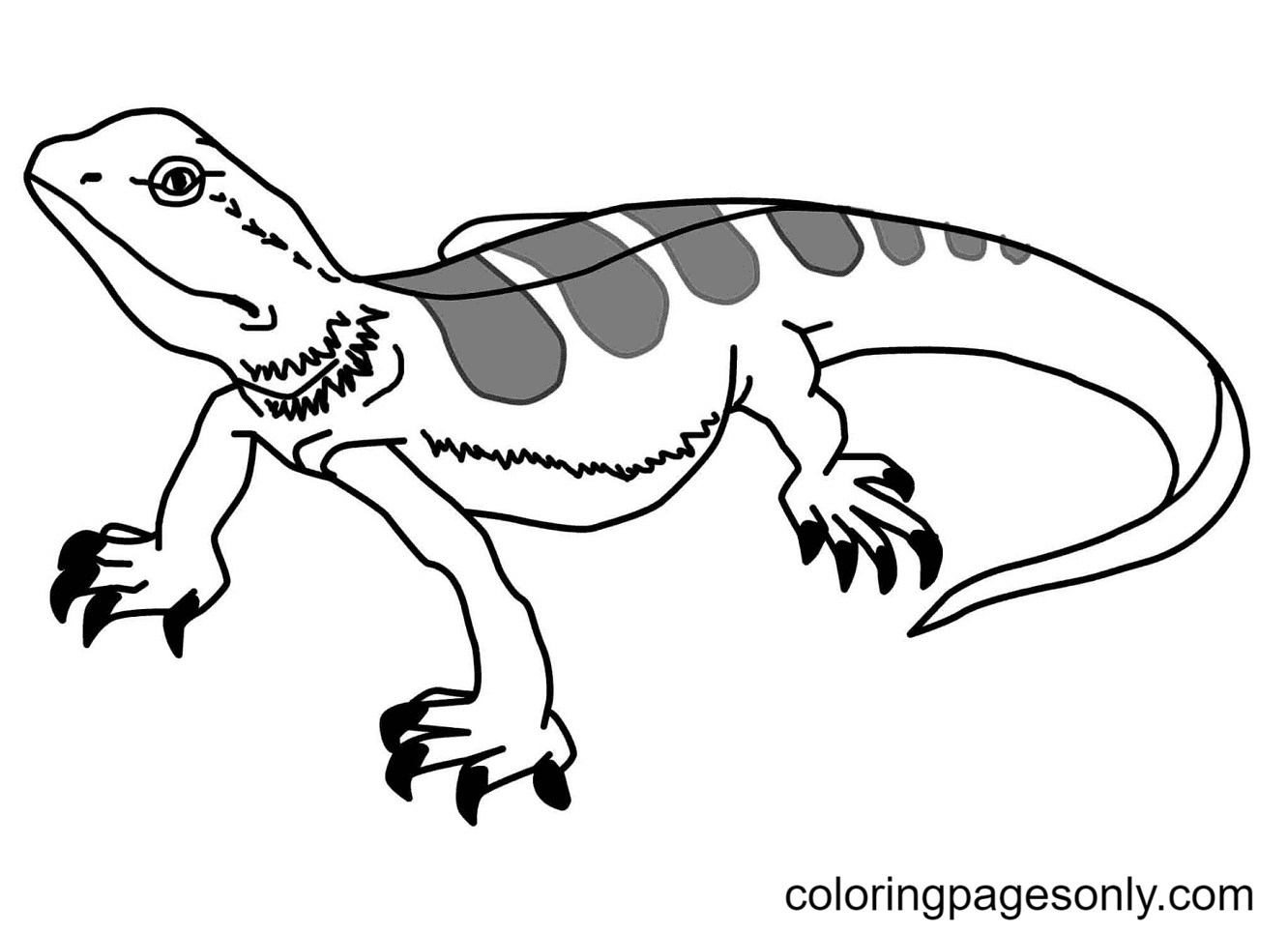 Large Clawed Iguana Coloring Page
