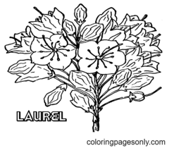 Coloriage Laurier