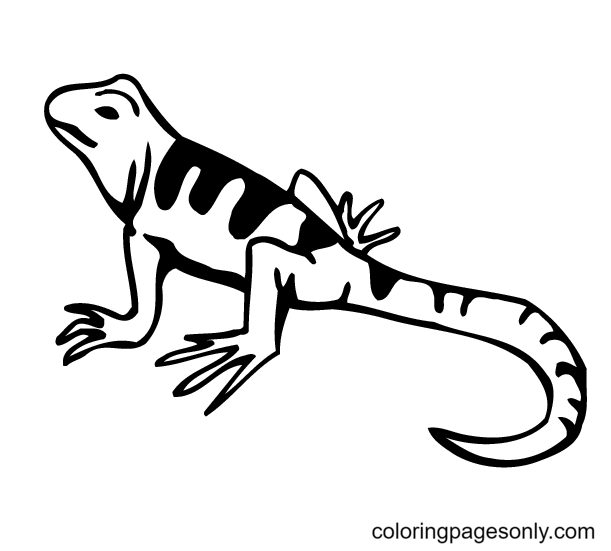 Lizard Printable Coloring Page