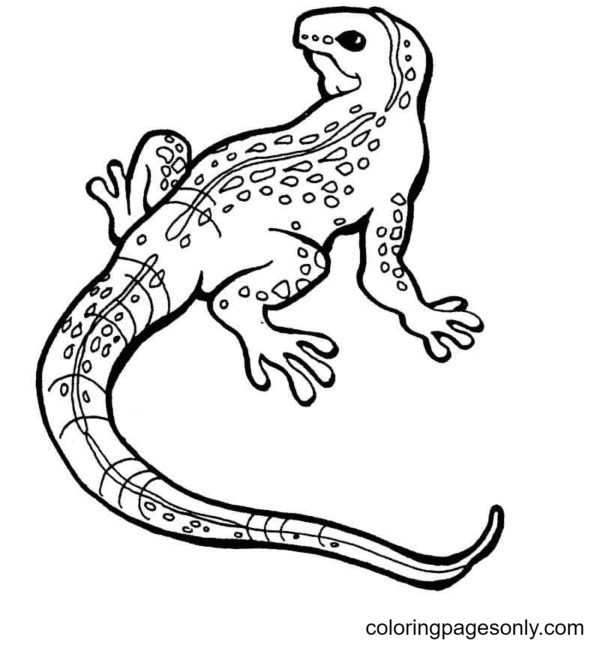 Lizard for Kids Coloring Page