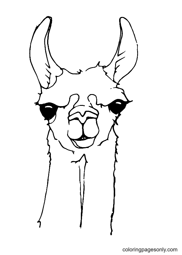 Lama-Gesicht von Lama