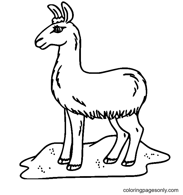 Llama On The Rock Coloring Pages