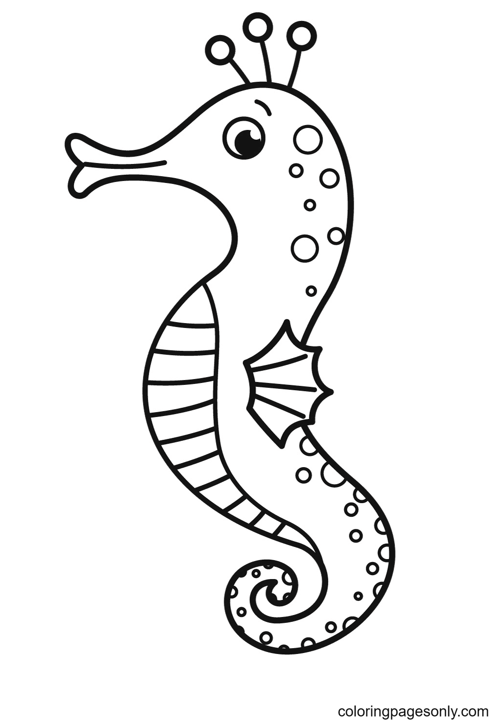 Lovely Seahorse from Seahorse