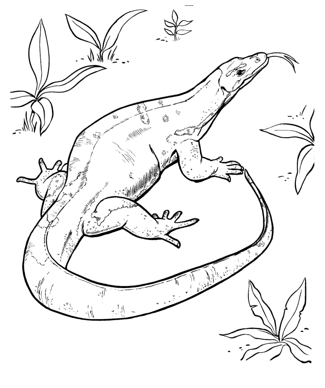 Monitor Lizard Printable Coloring Page