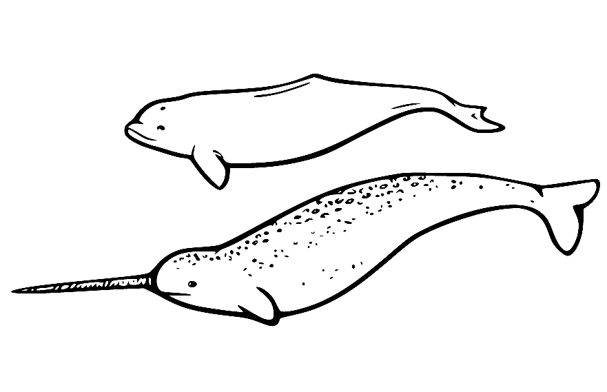 Narwalpaar uit Narwal