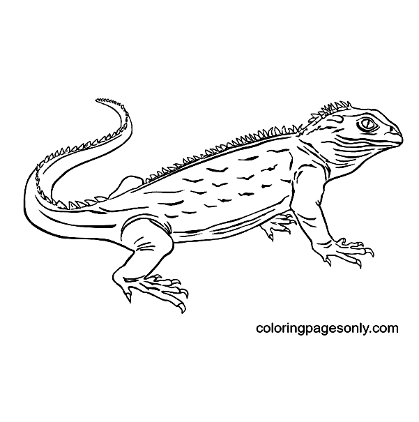 Nimble Lizard Coloring Pages
