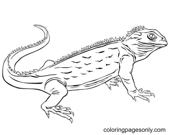 850 Collections Spiderman Lizard Coloring Pages Latest Free - Coloring ...