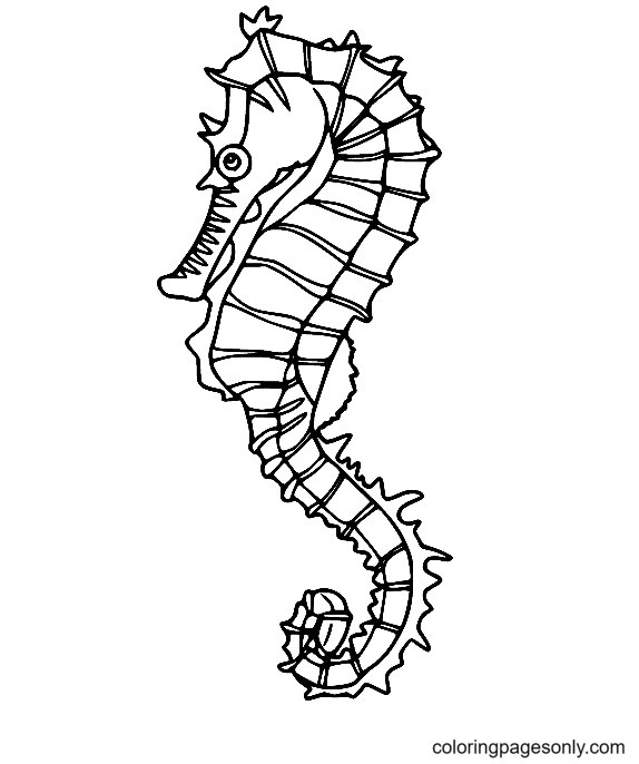 Pacific Seahorse Coloring Pages