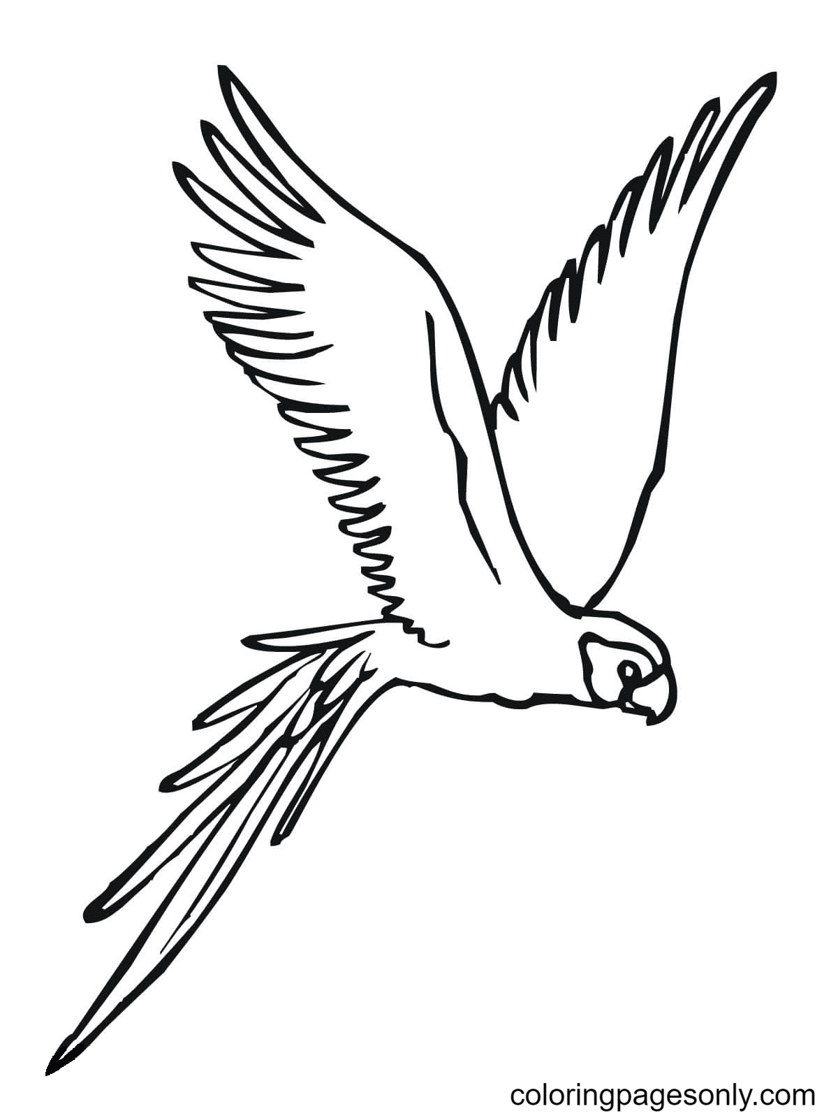 Parakeet Fly Coloring Page