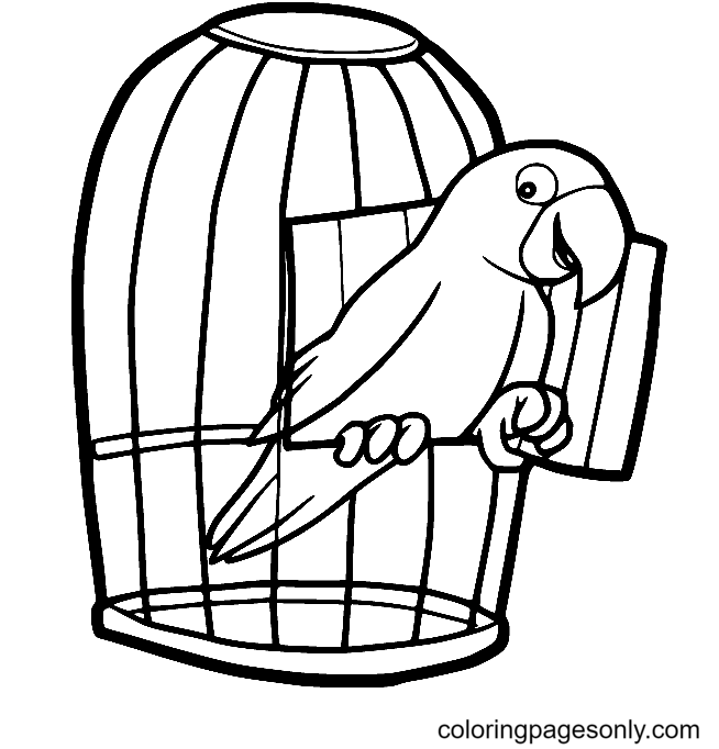 Perroquet dans la cage de Parrot