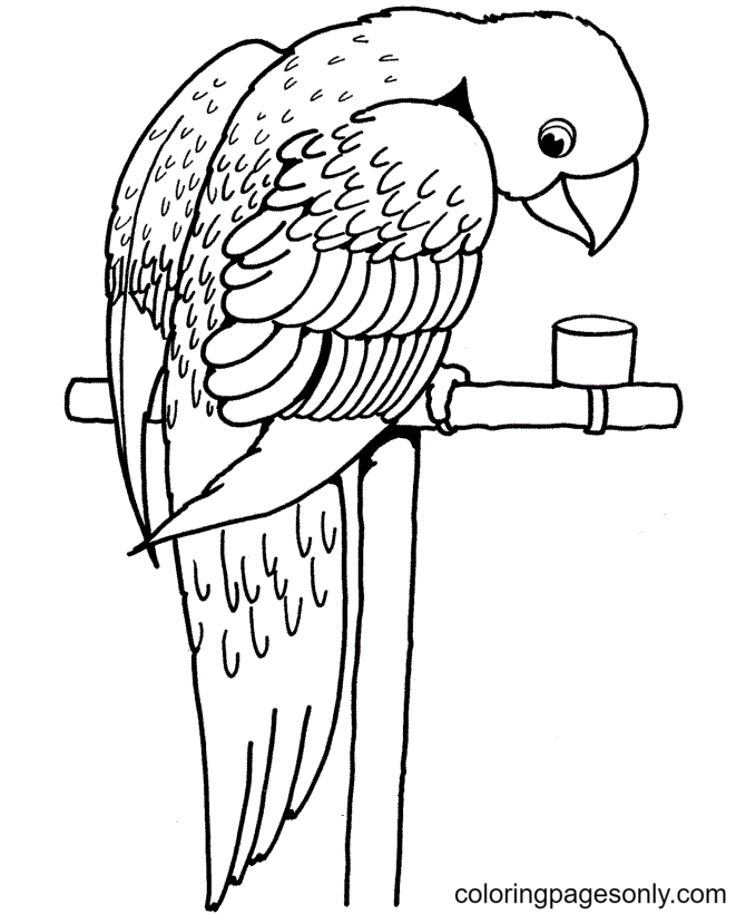 Perroquet sur le poteau de Parrot