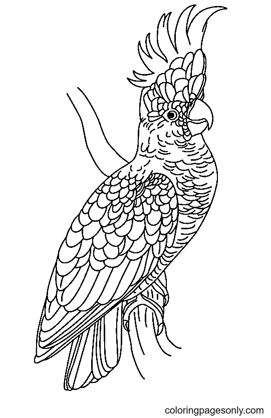 Попугай для печати из попугая