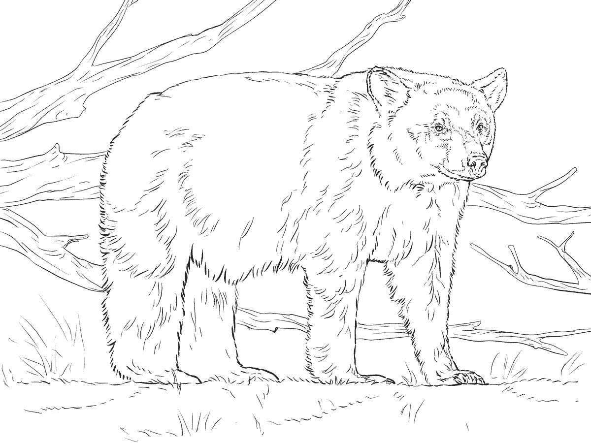 Реалистичный медведь из реалистичного животного