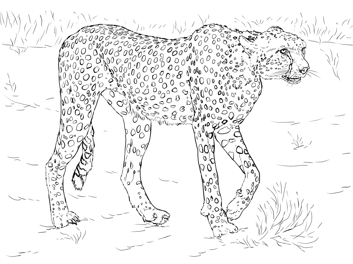 Азиатский гепард раскраска