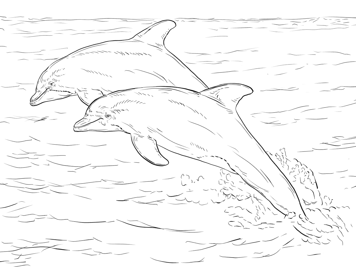 Realistic Dolphins Coloring Page