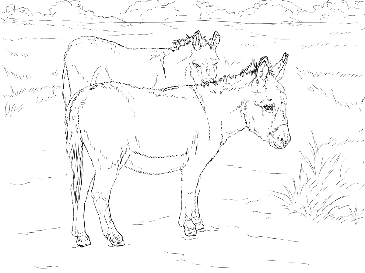 Realistic Donkeys Coloring Page