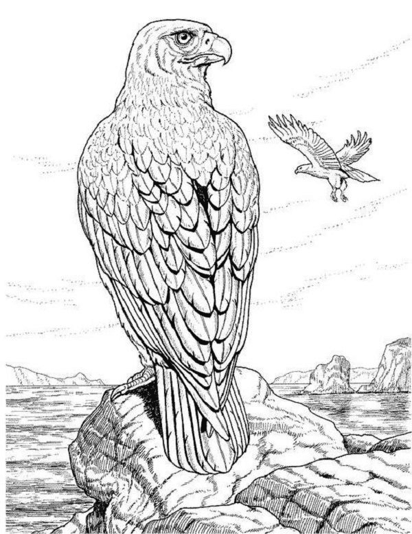 Águila realista de animal realista