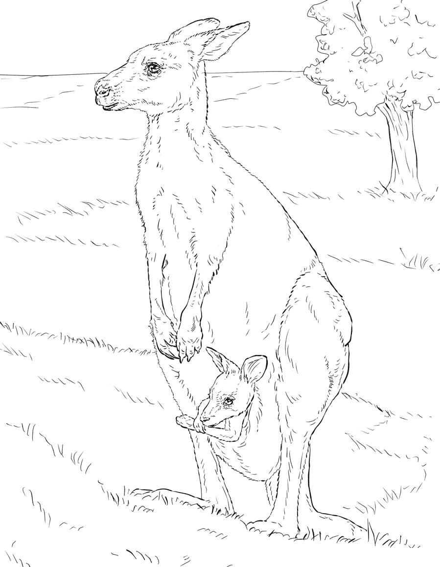 Realistic Eastern Kangaroo Coloring Pages