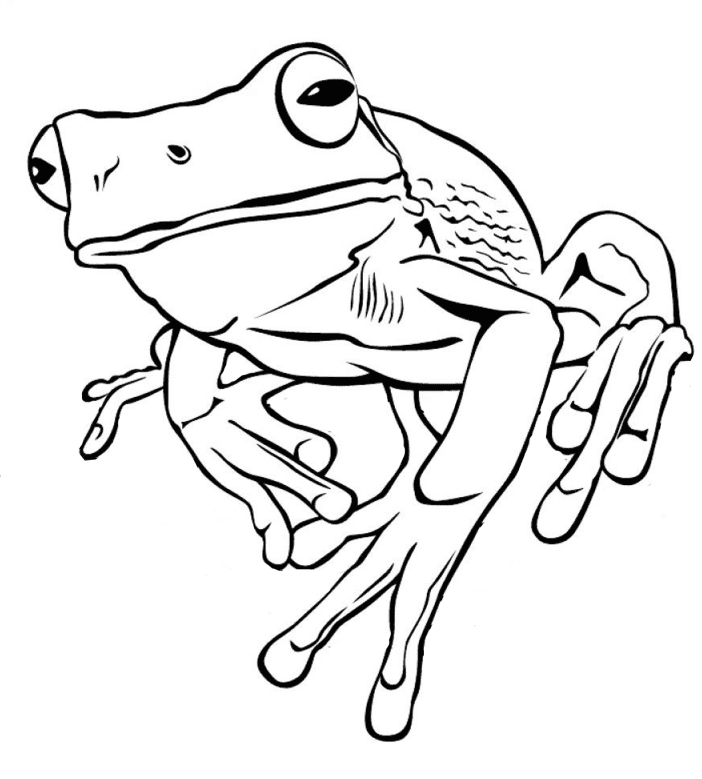 Realistic Frog Coloring Page