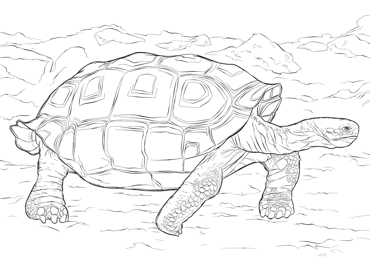Realistic Galapagos Tortoise Coloring Page