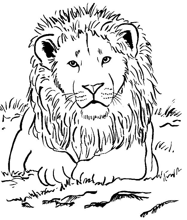 Realistic Lion Coloring Page