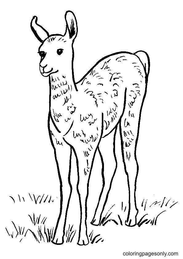 Realistic Llama Coloring Page