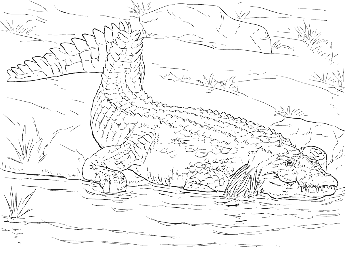 Realistic Nile Crocodile Coloring Page