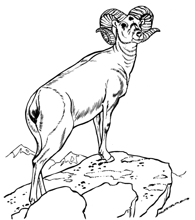 Realistic Ram Coloring Page