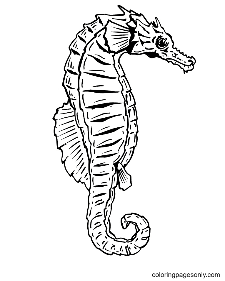 Realistic Seahorse Coloring Pages
