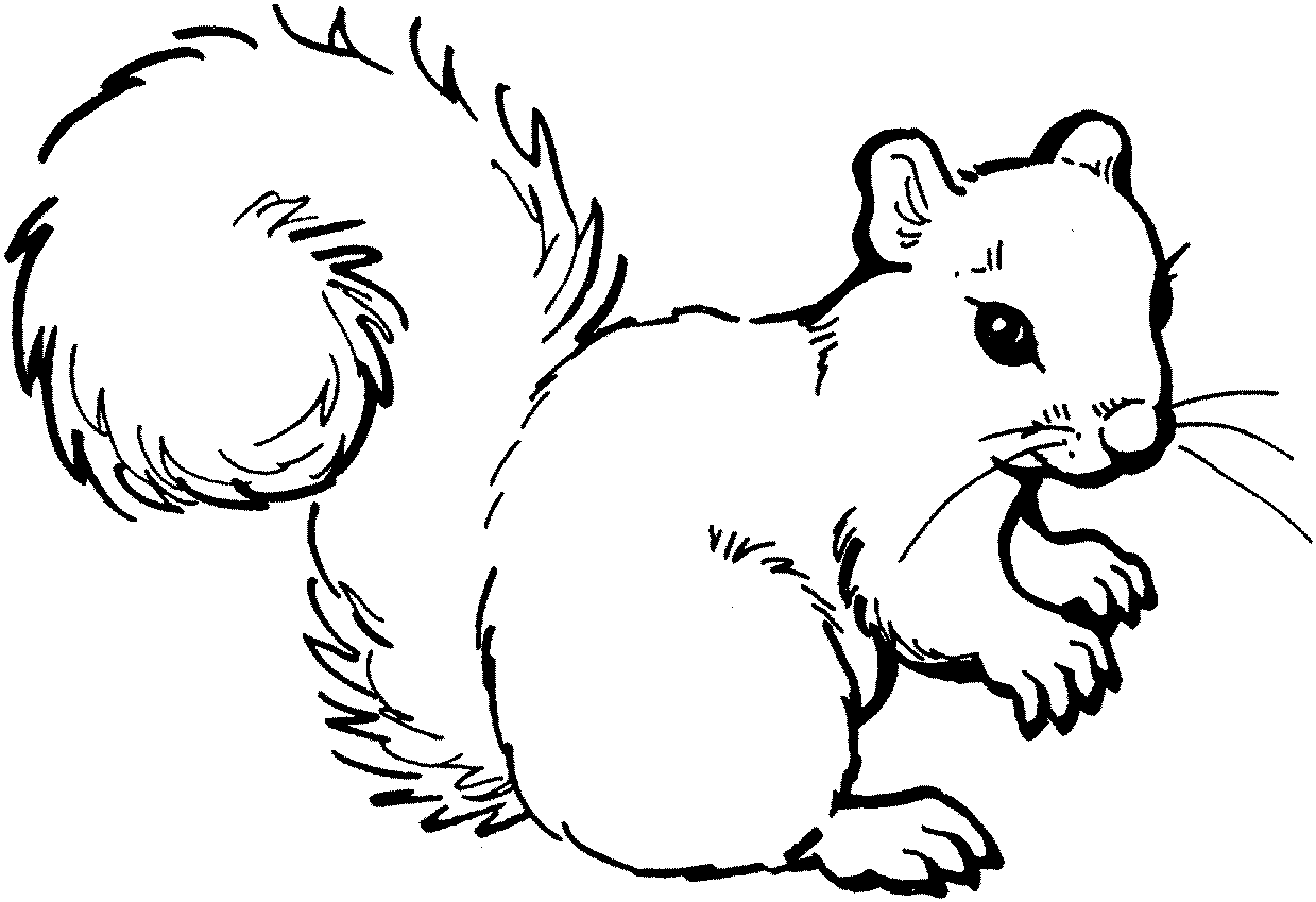 Realistic Squirrel Coloring Page