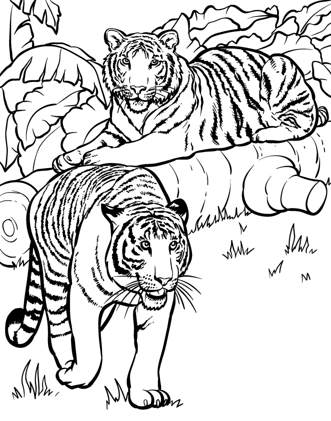 Realistische Tiger aus realistischem Tier