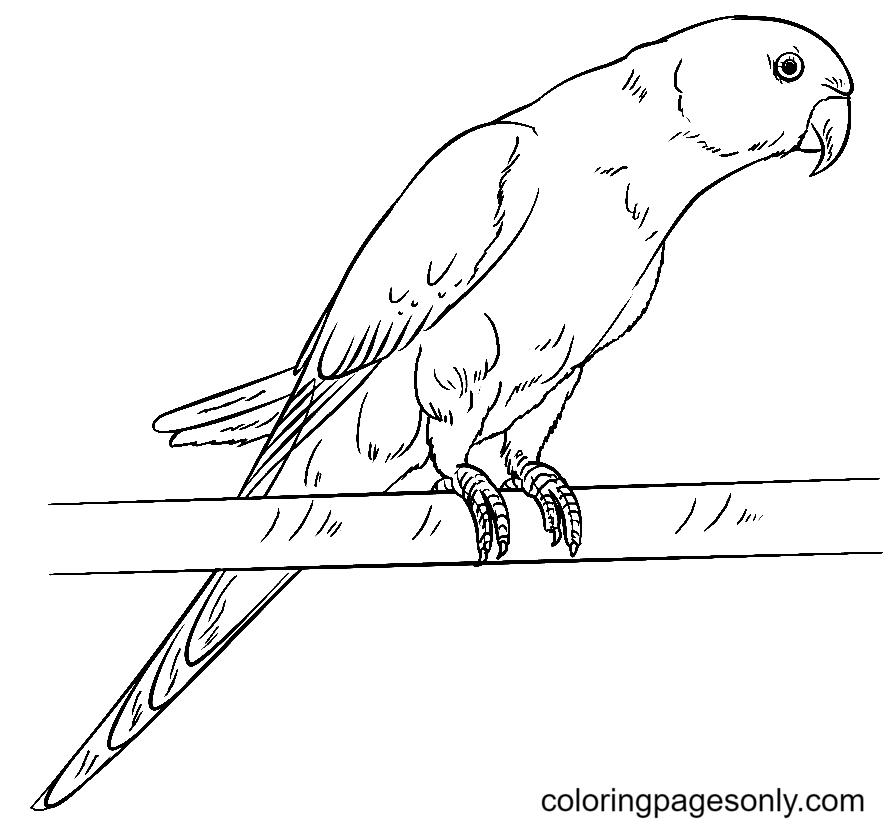Rose-ringed Parakeet Coloring Page