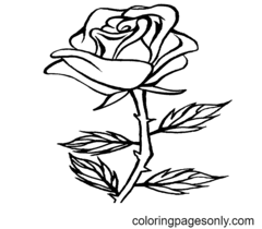 Раскраски розы