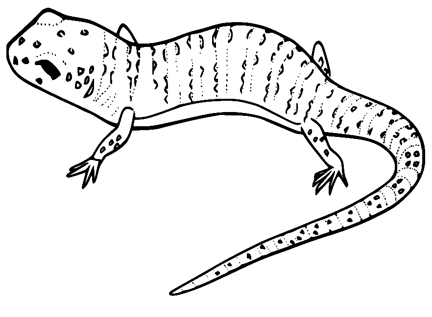 Sand Lizard Coloring Pages