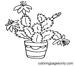 Schlumbergera Coloring Pages