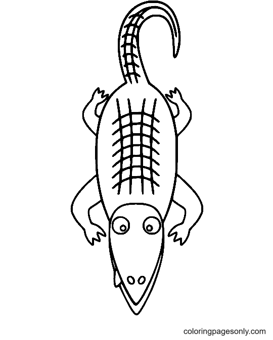 Simple Alligator Coloring Pages