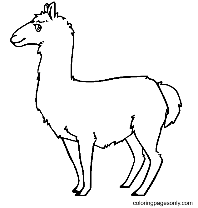 Simple Llama Coloring Pages