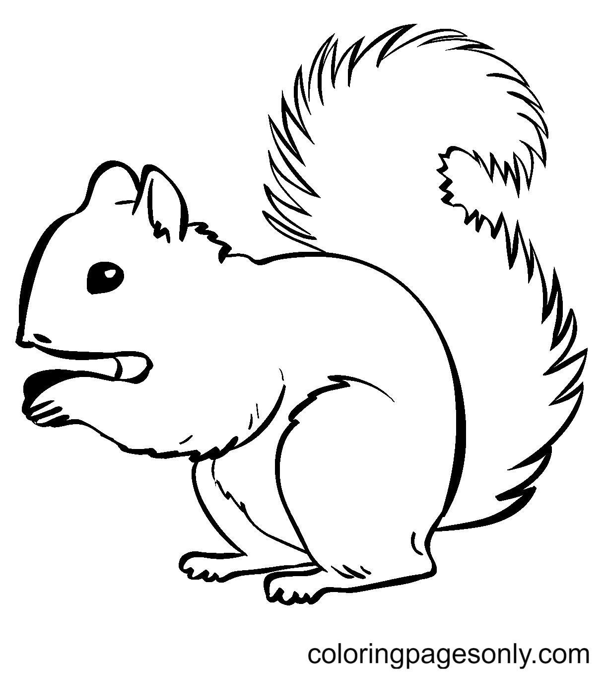 Squirrel Free Coloring Page