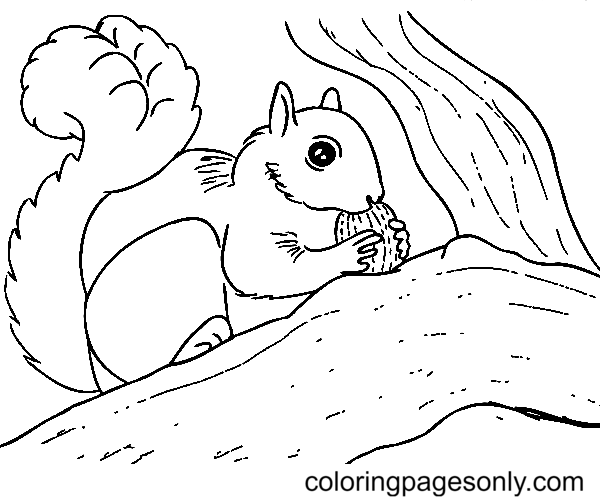 Lo scoiattolo sa di nocciola dallo scoiattolo