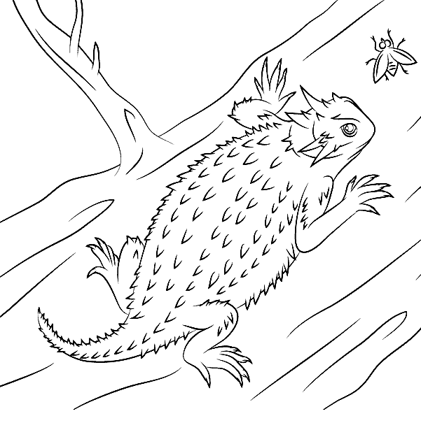 Texas Horned Lizard Coloring Pages