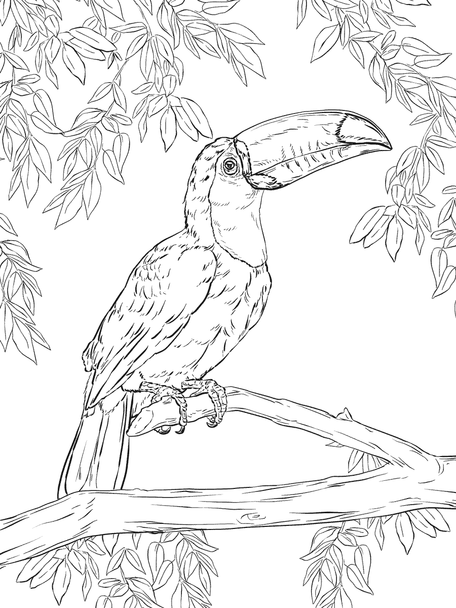 Toco Toucan Coloring Pages