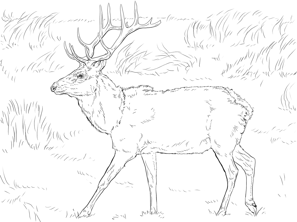 Tule Elk Deer Coloring Page