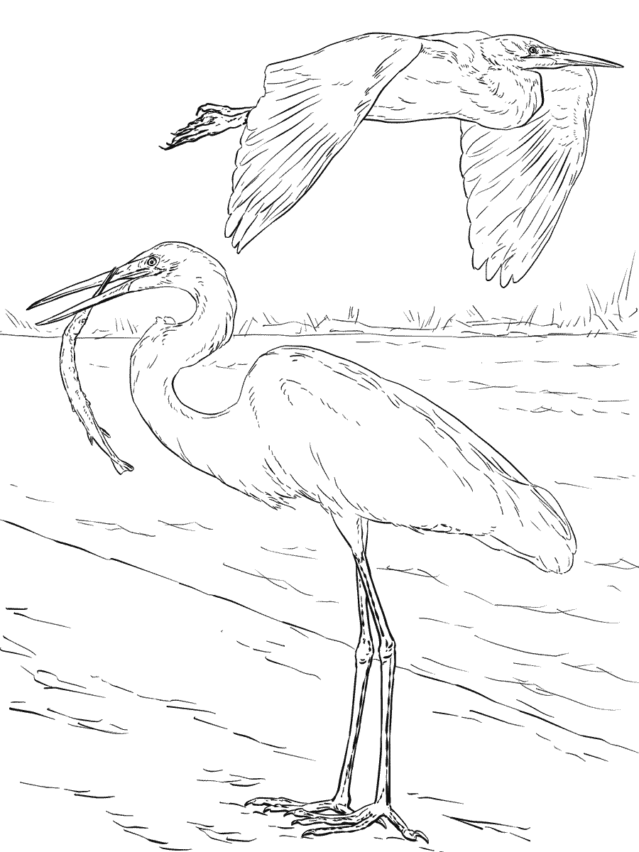 Two Great White Egrets Coloring Page