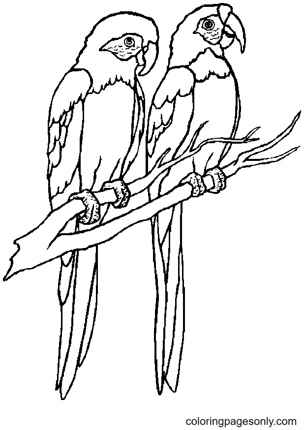 Two Parrots Coloring Page