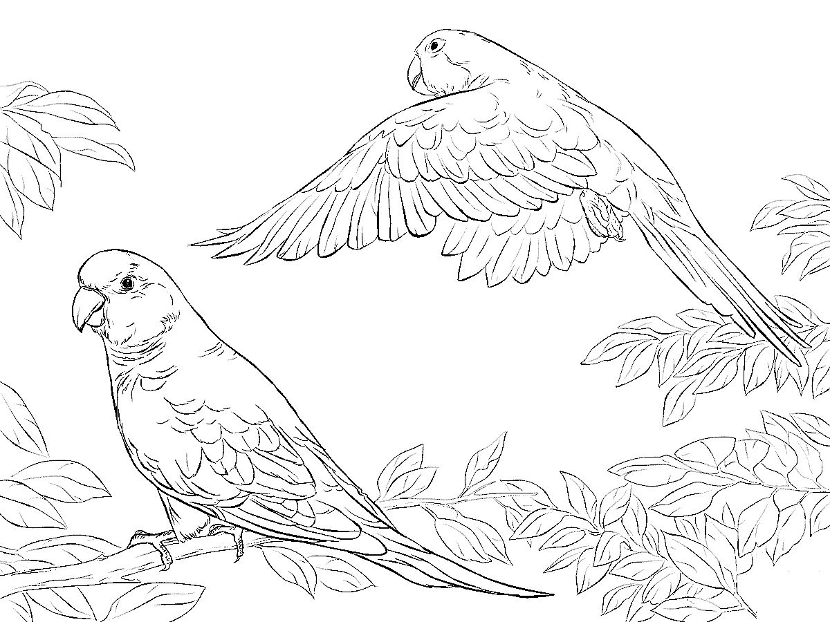 Two Quaker Parrots Coloring Page
