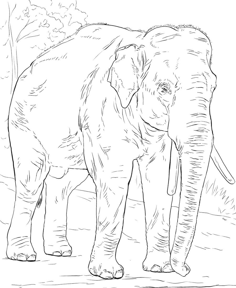 Asian Elephant Coloring Page